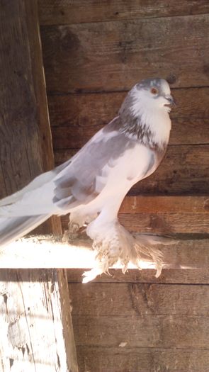 DSC_0261; Femel%u0103 Izabel 2ani
