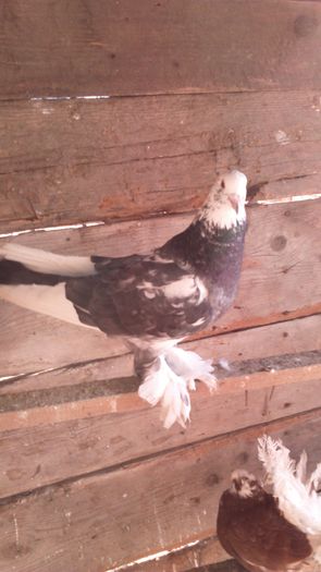 DSC_0254; Mascul Pestri%u021B
