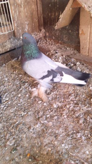 DSC_0250; Mascul albastru
