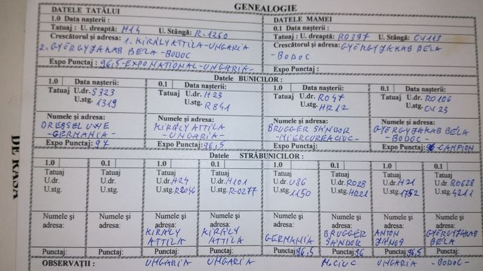 IMG_20160119_115543; C O ug gri achizitionala de la dl.donroberto30 mama puilor cei gri
