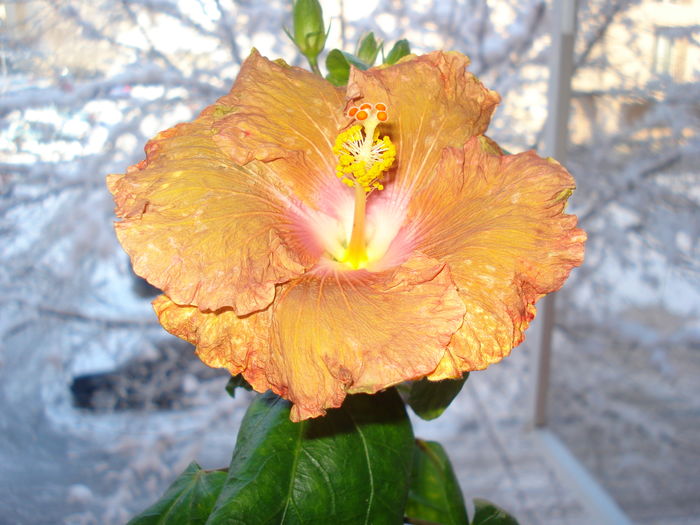 DSC04404 - HIBISCUS 2016