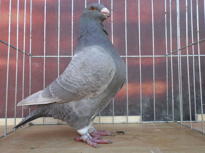 f 2014     1070 - ARHIVA 2016 -2017-2o18-2019-2020