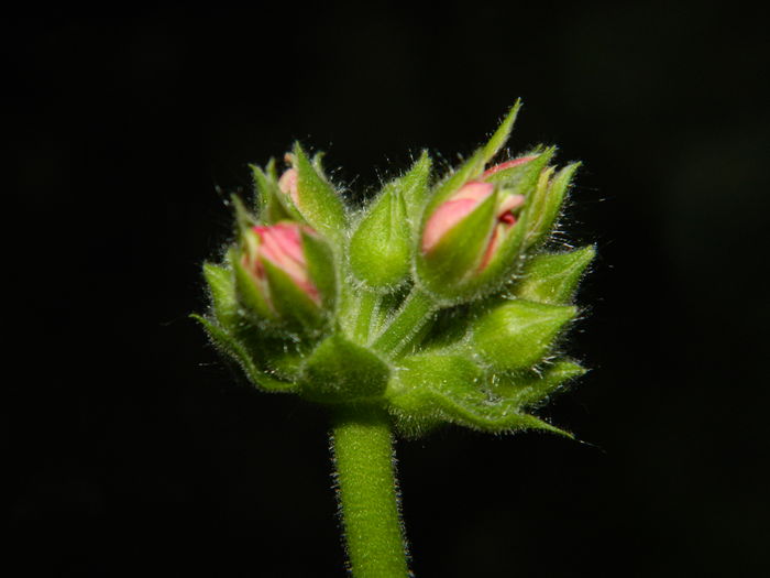 DSCN6796
