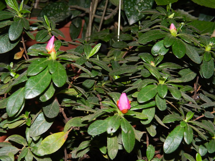 DSCN6799