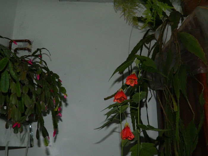 DSCN6818