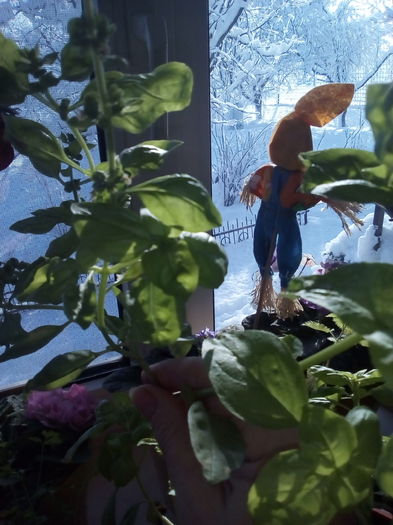 IMG_20160119_115415; Buduioc
