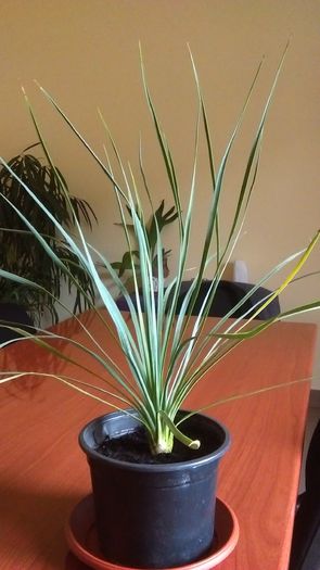 Yucca rostrata - Agave si Yucca 2016