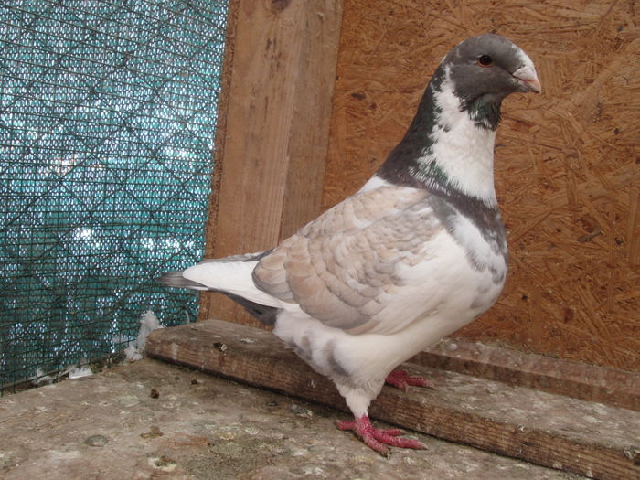 IMG_5676 m 2015 vândut