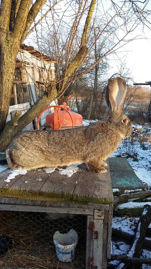 Peste 8 kg - achizitie mascul urias gri de la hant traian iunie 2015  ro 97