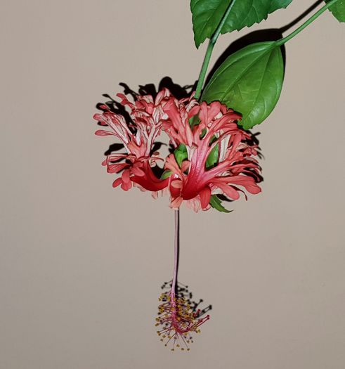 Schizopetalus (Multumesc Simona) Nr. 1