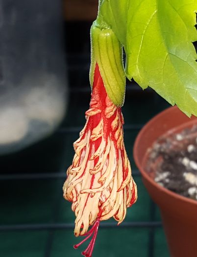  - Hibiscusi