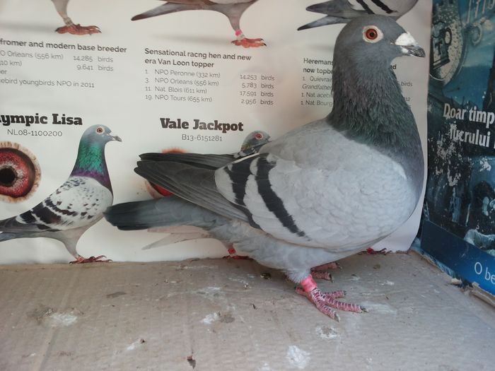 de vanzare 052 BLGE 08