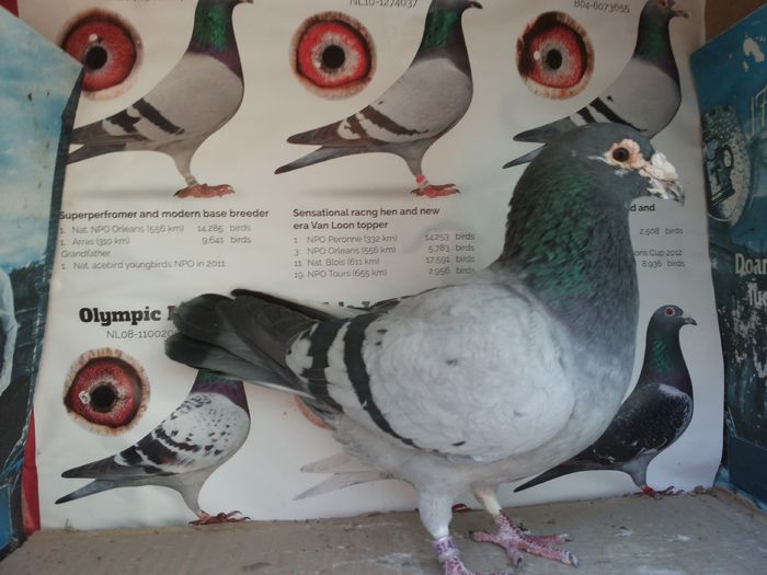 de vanzare 013vandut