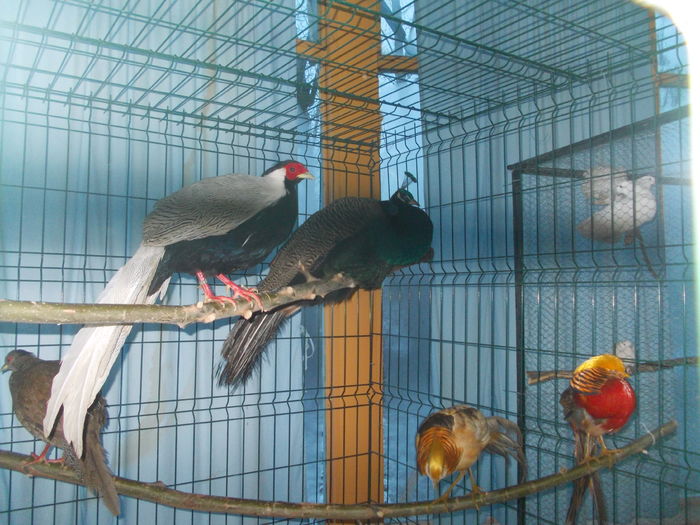 DSCN0155
