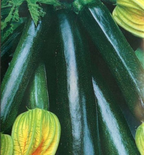 Zucchini BLACK BEAUTY - VANDUT - 2016 Seminte LEGUME DEOSEBITE de VANZARE