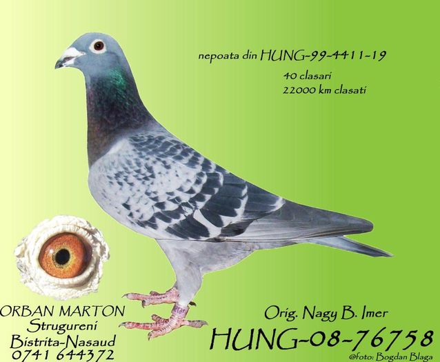 HUNG-08-76758 - porumbei