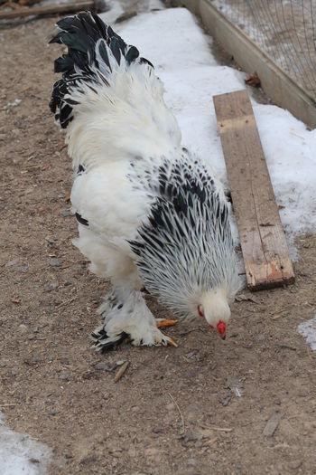 IMG_9055 - Matca Brahma herminat deschis 2016