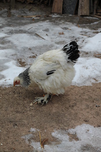 IMG_9056 - Matca Brahma herminat deschis 2016