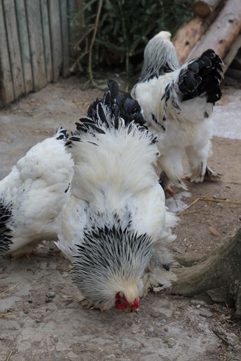 IMG_9057 - Matca Brahma herminat deschis 2016