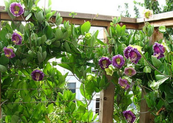 COBAEA SCANDENS VIOLET - VANDUT - 2016 Seminte LEGUME DEOSEBITE de VANZARE