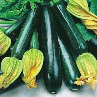 Zucchini BLACK BEAUTY - VANDUT - 2016 Seminte LEGUME DEOSEBITE de VANZARE