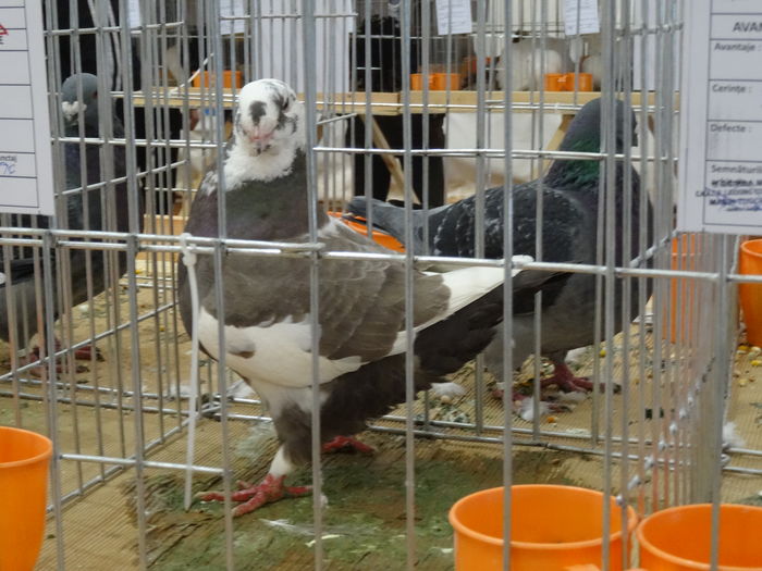 F-2014  (96pct) Ploiesti 2016 - INVINGATOR DIN SIMPLU VISATOR