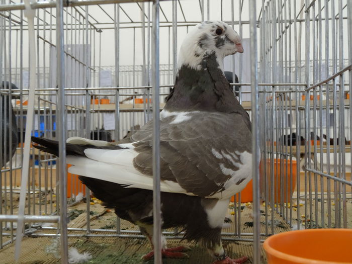 F-2014  (96pct) Ploiesti 2016