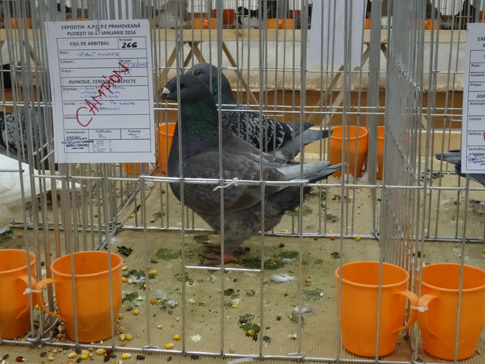 M-2015  (96pct) Ploiesti 2016