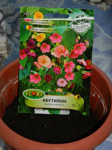 DSCN6941 - 2016 EXPERIMENT ABUTILON