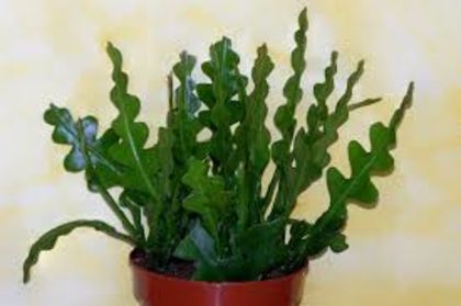 selenicereus crysocardium - VAND EPYPHYLLUM 2022