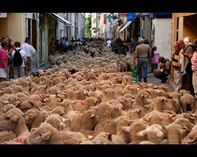 In Spania pe strada cu oile - Rase de oi si capre poze deosebite 10