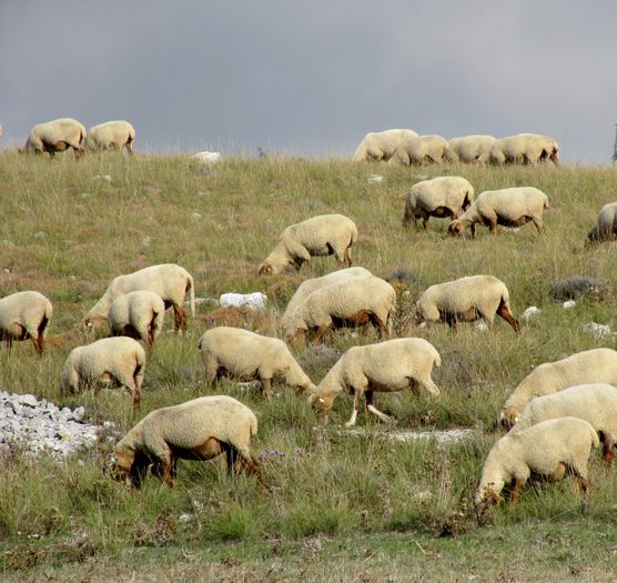Oitele roscate - Rase de oi si capre poze deosebite 10