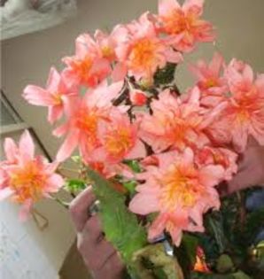 preluata - una din dorinte -acest soi de crizantema si begonie roz clasica
