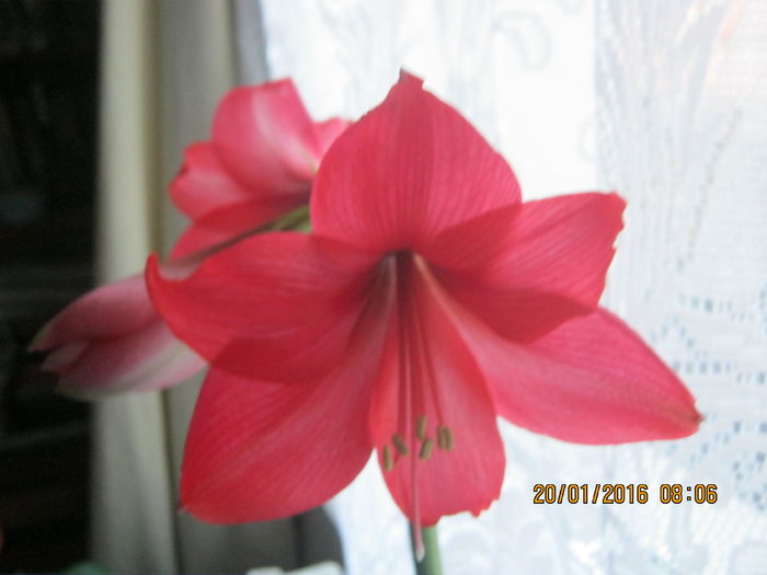 IMG_0009 - Amaryllis