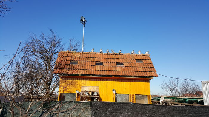 Crescatorie Zburatori - Porumbei Voiajori - Lotul de zbor 2016