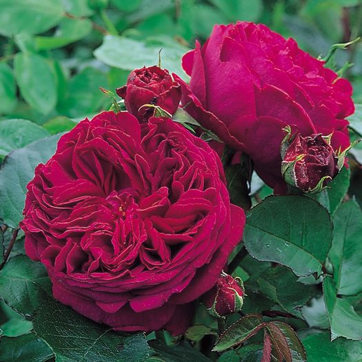 Falstaff - David Austin Roses