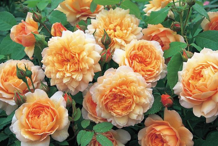 Grace - David Austin Roses