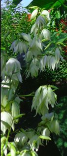 Ce planta este; Ce planta este ? Rasapuns: Yucca filamentosa
