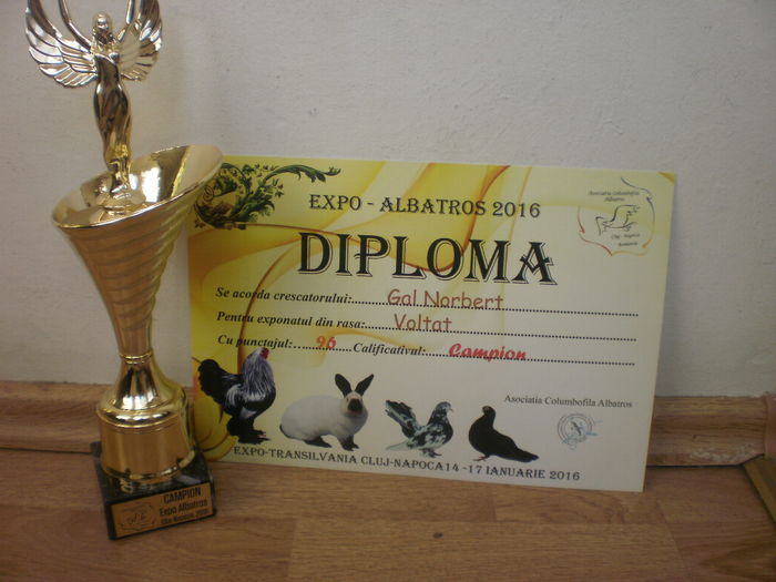 Expo Albatros Cluj 2016 - Rezultate 2016-20xx