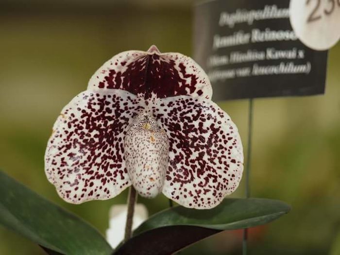 FB_IMG_1453285477956