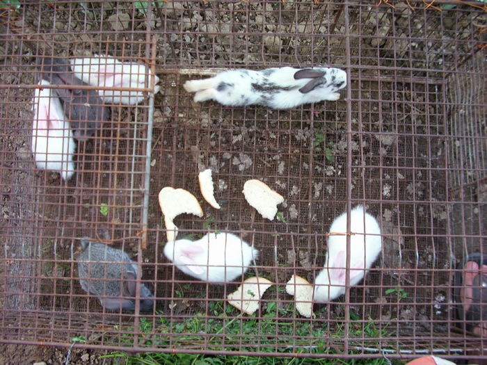 IMG_0500 - 8 Primi iepuri arhiva 2010