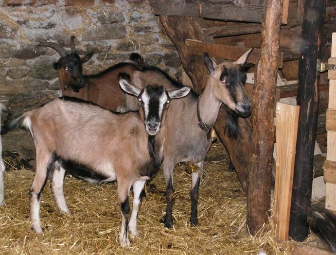 Alpinele la adapost-5v - Rase de oi si capre poze deosebite 10
