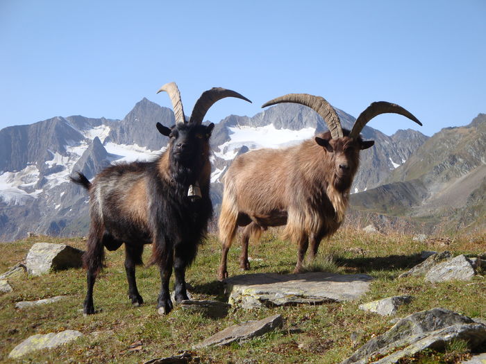 Doi Tapi in varf de munte - Rase de oi si capre poze deosebite 10