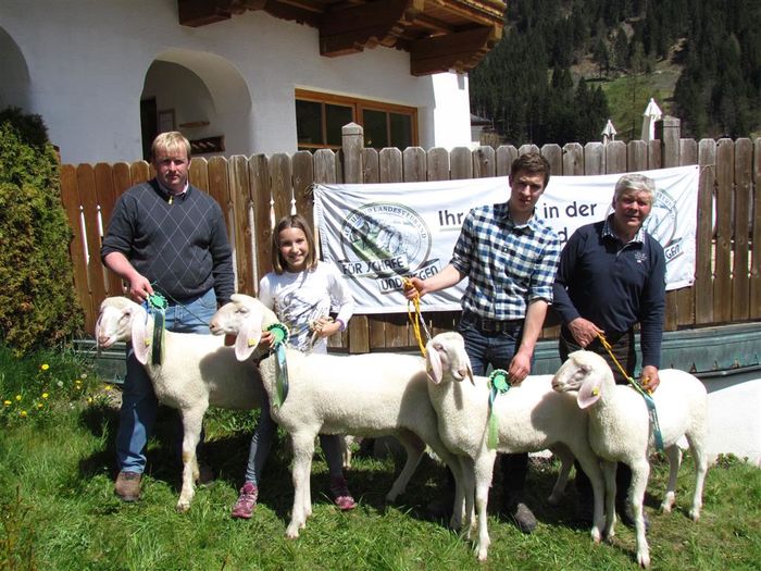 Mielute Braunes Bergschaf frumoase - Rase de oi si capre poze deosebite 10