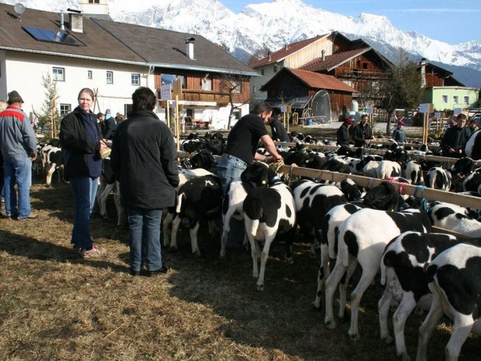 Oi Tscheggenschaf la targ - Rase de oi si capre poze deosebite 10