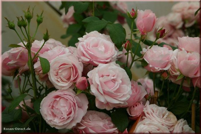 Billet Doux - achizitionat floralia - Achizitii trandafiri 2016