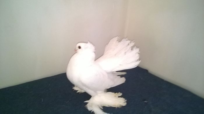 WP_20160120_11_41_05_Pro