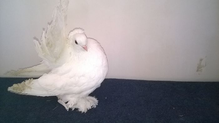 WP_20160120_11_51_35_Pro