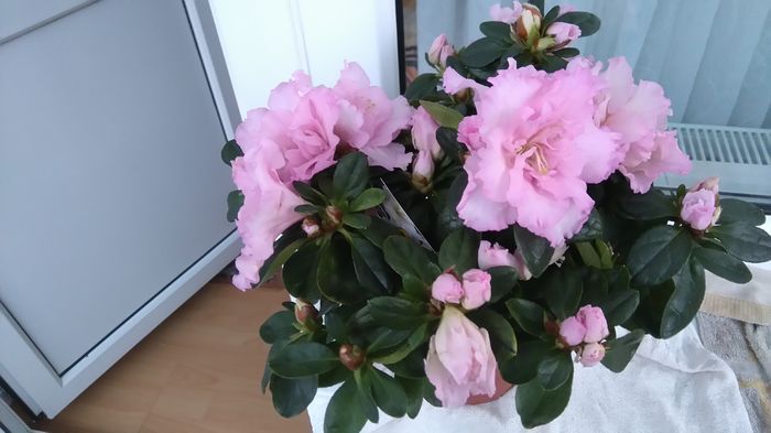 DSC_0013 - Flori apartament