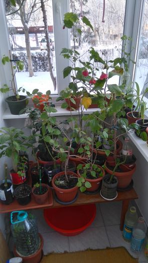 DSC_0014 - Flori apartament